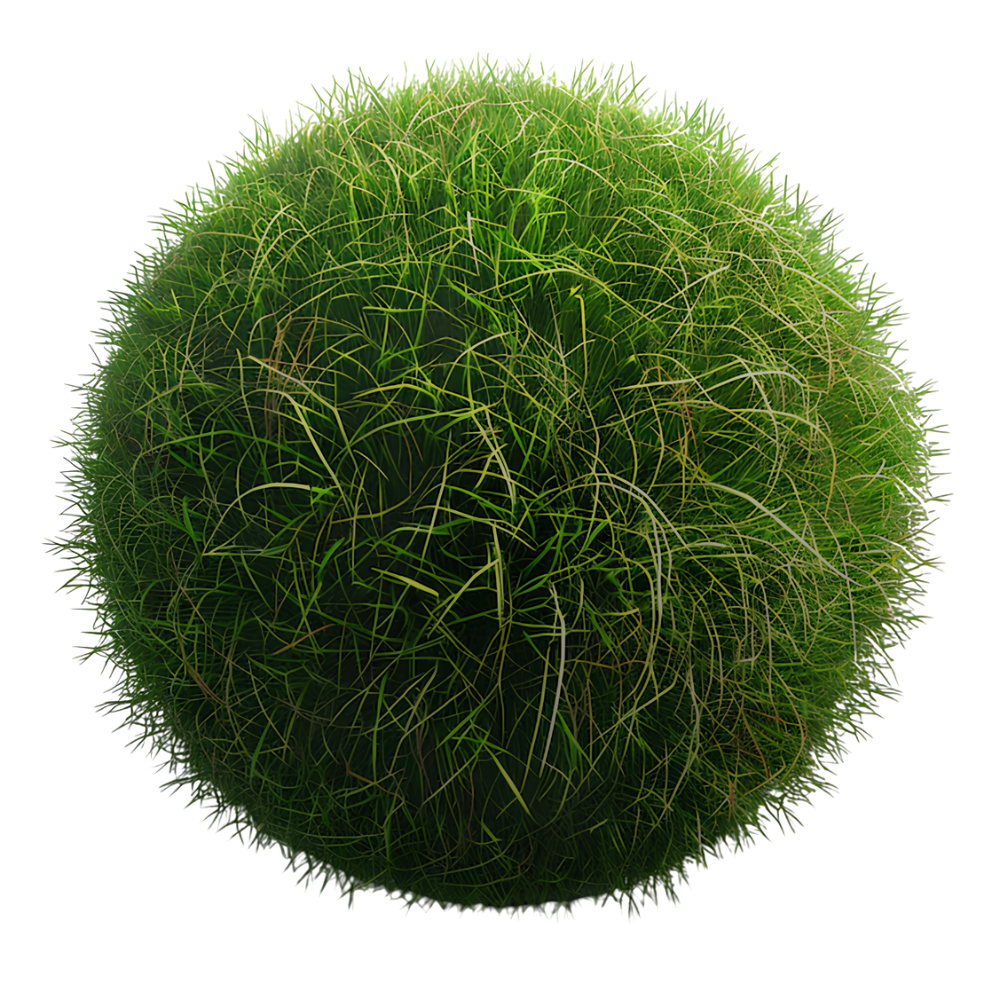 Grass Image
